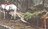 Lilja hauling moss for the roof.